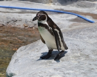 フンボルトペンギンたち