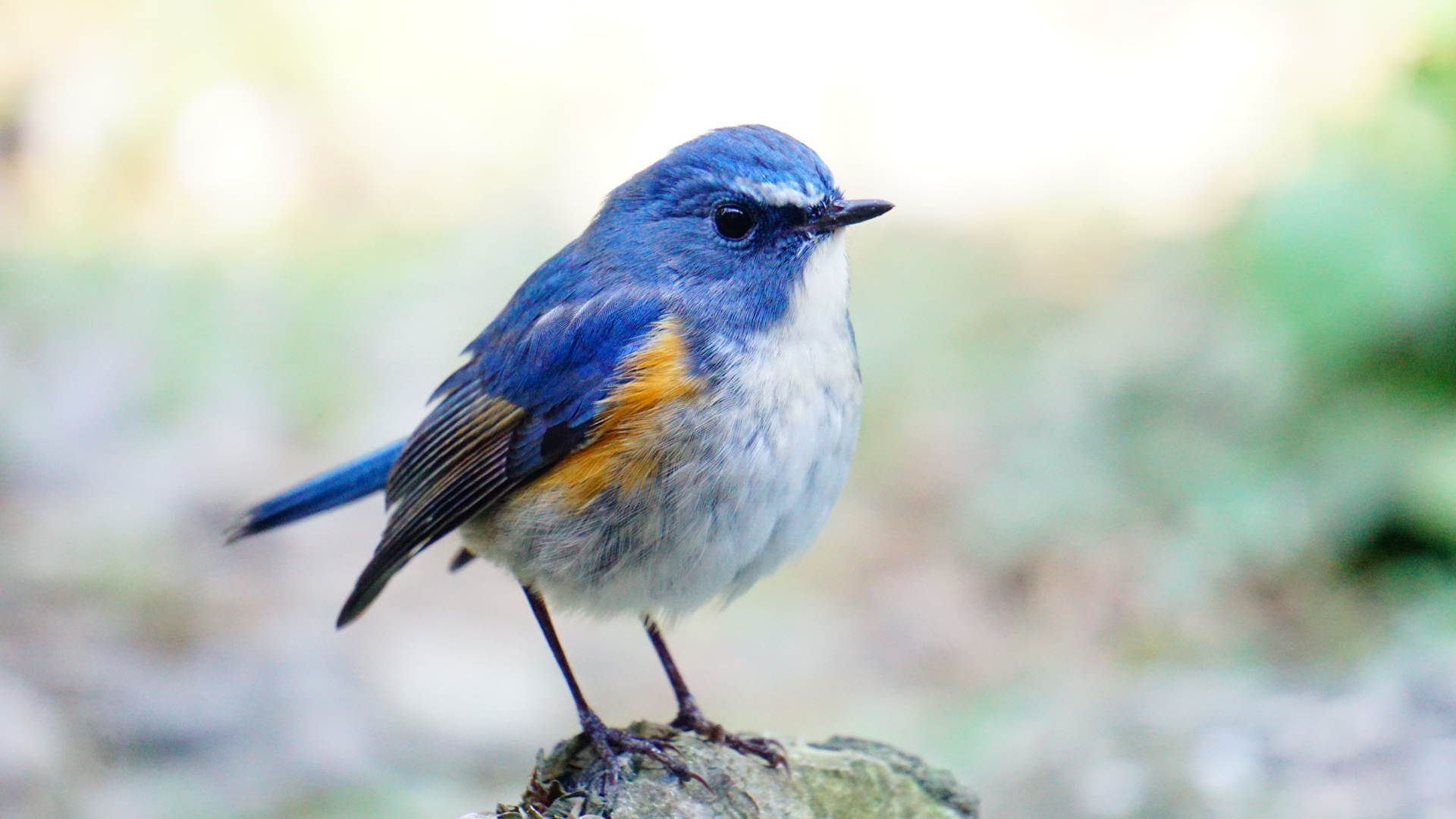 幸せの青い鳥 | のんほいプチフォトコン