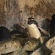 イワトビペンギンたち