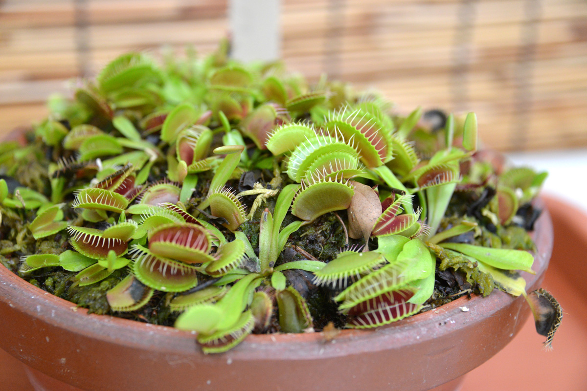 食虫植物展 のんほいパーク盛り上げ隊