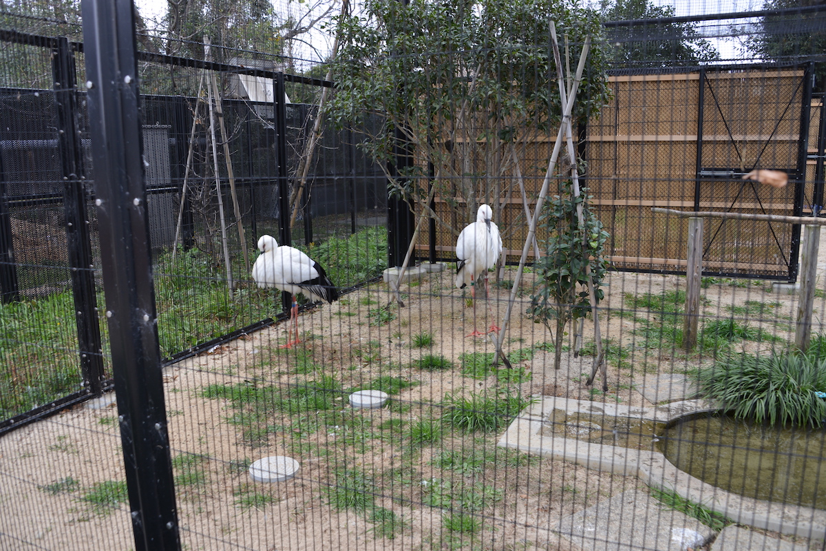 oriental_storks.jpg