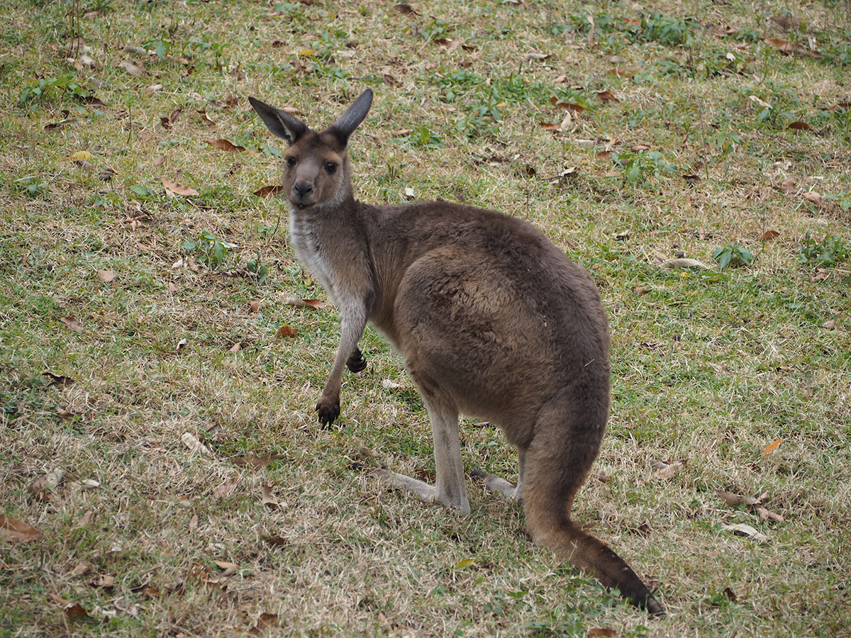 western_grey_kangaroo-20211208