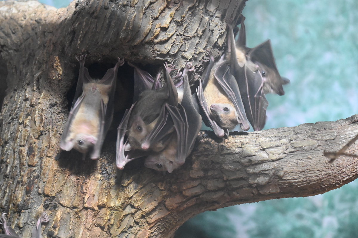 egyptianfruitbat-20220721-1.jpg
