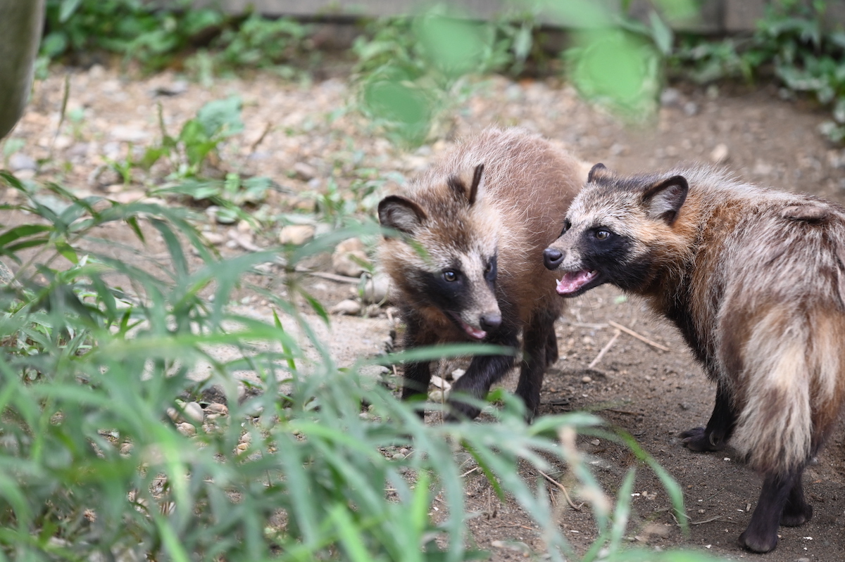 japaneseraccoondogs-20220714.jpg