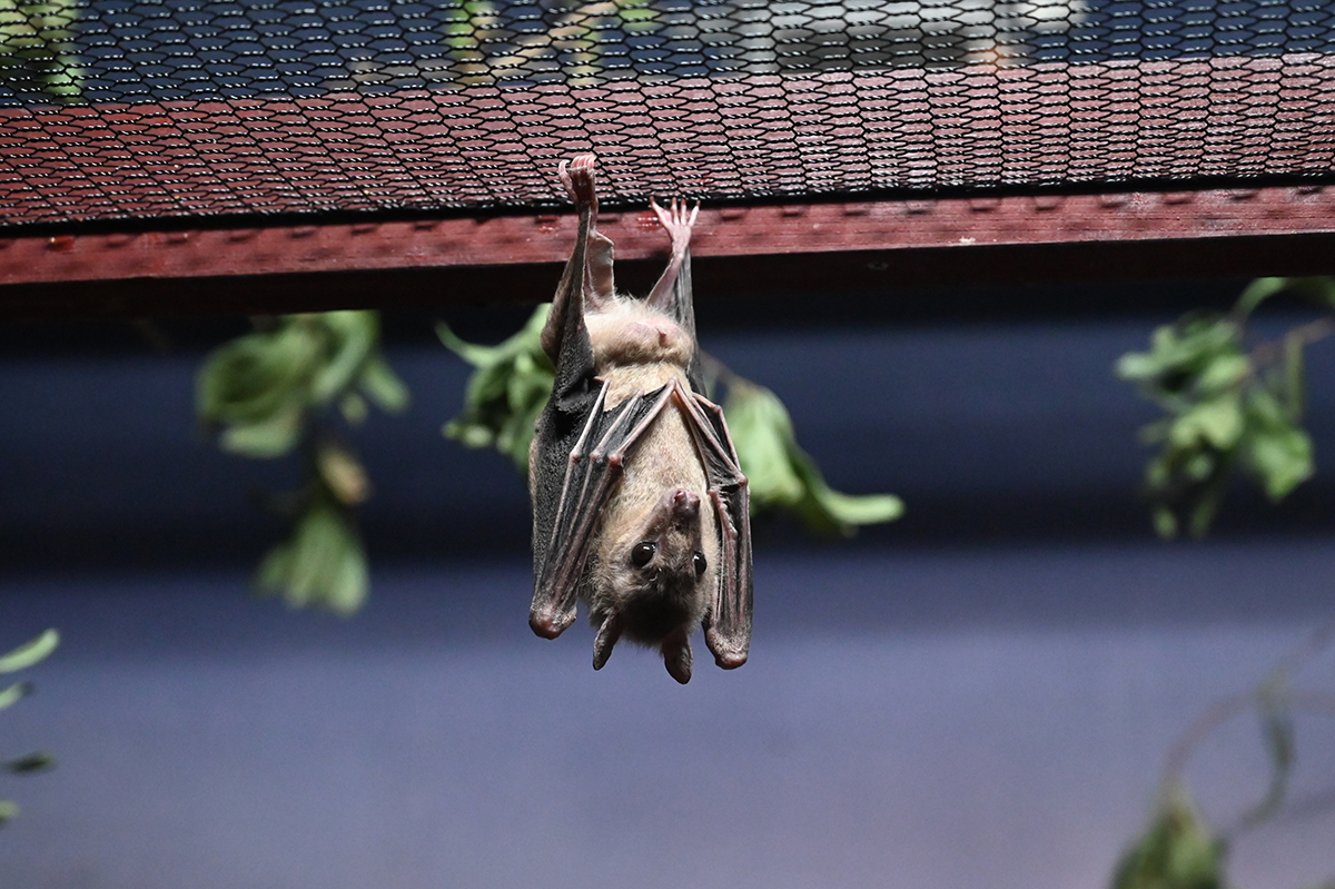 エジプトルーセットオオコウモリ - のんほいパーク盛り上げ隊！