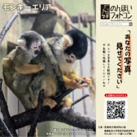 30_monkey_202412