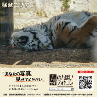 猛獣エリア（2025年2月掲示）