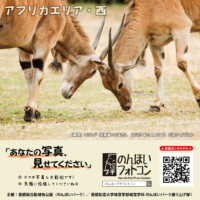 アフリカエリア・西（2025年6月掲示）