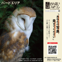 35_bird_202508