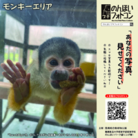 35_monkey_202508