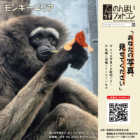 36_monkey_202509