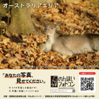 オーストラリアエリア(2026年1月掲示)