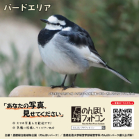 バードエリア(2026年1月掲示)