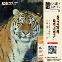 猛獣エリア（2026年2月掲示）