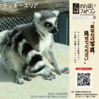 モンキーエリア（2026年2月掲示）