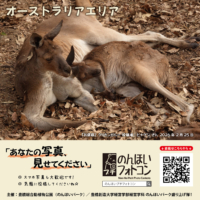 オーストラリアエリア（2026年3月掲示）