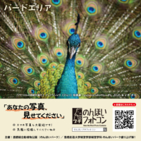 バードエリア（2026年3月掲示）