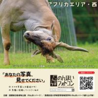 アフリカエリア・西（2026年7月掲示）