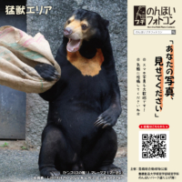 猛獣エリア（2026年7月掲示）