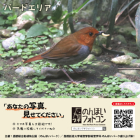 バードエリア（2026年7月掲示）
