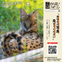 アフリカエリア・東（2026年8月掲示）