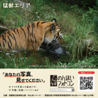 猛獣エリア（2026年8月掲示）