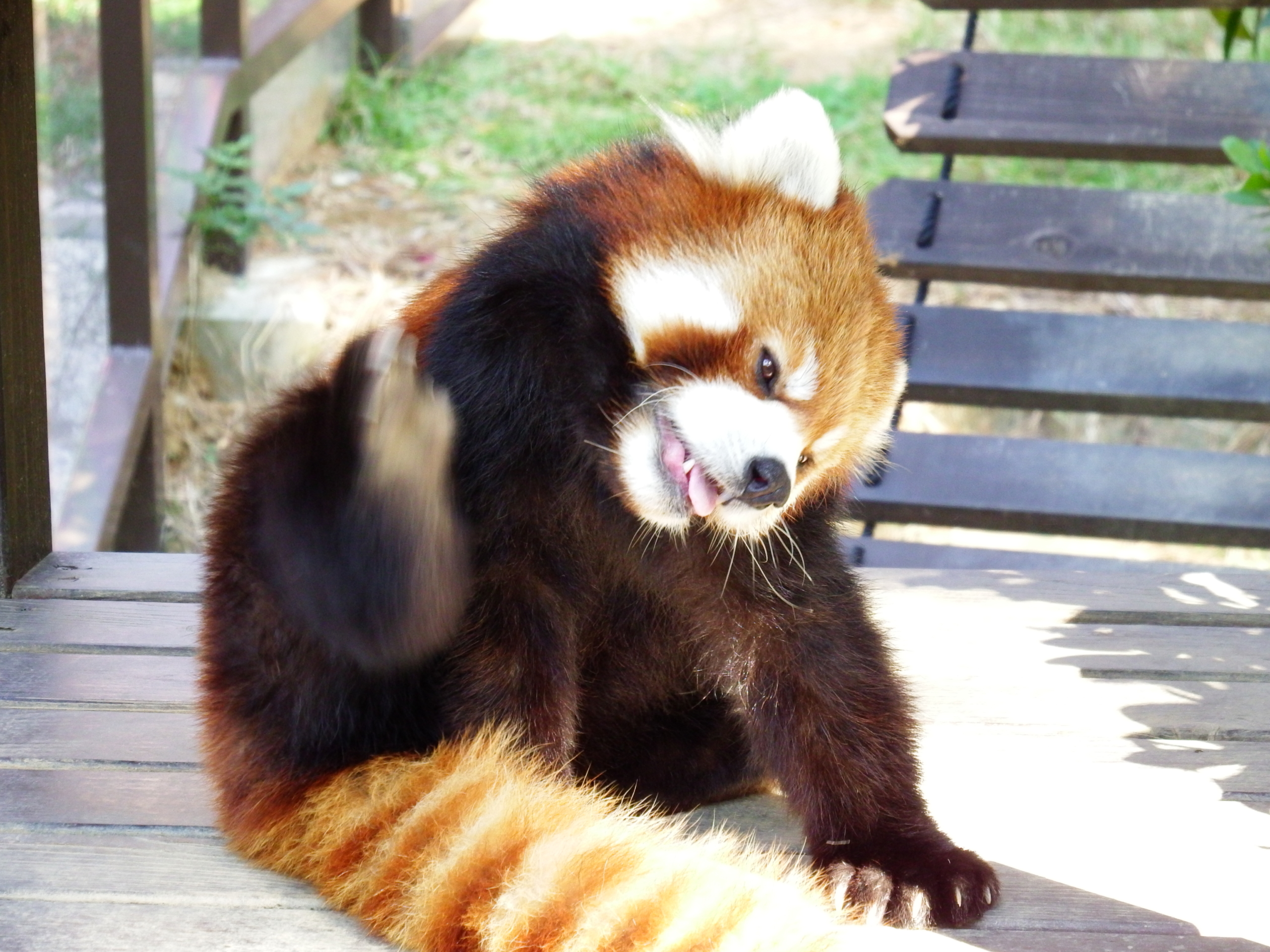 痒いので変なポーズ のんほい想い出写真館