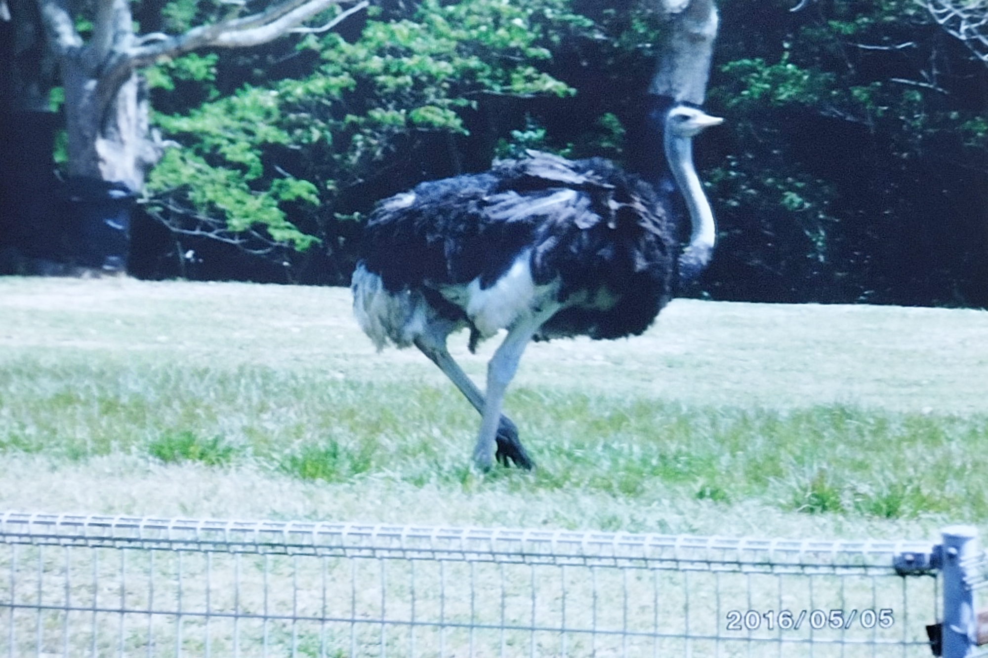 タッタッタッ のんほい想い出写真館