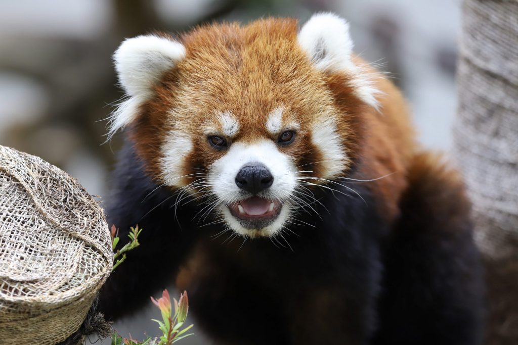 225 ショウショウだって可愛いもん