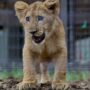 316 大放飼場に初めて出たライオンの赤ちゃん(スカイ)