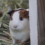001 ひょっこりネズミさん