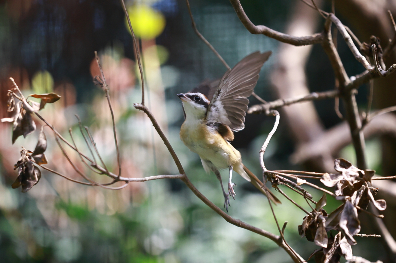 002 飛び立てアカモズ