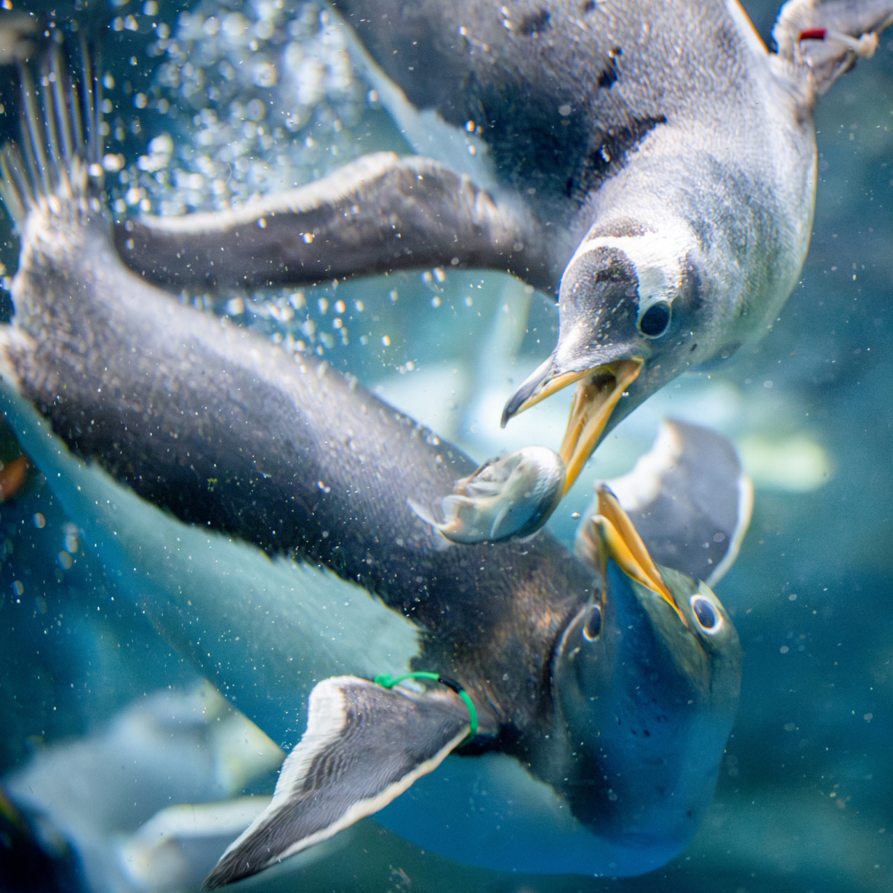 008 おさかな争奪戦！