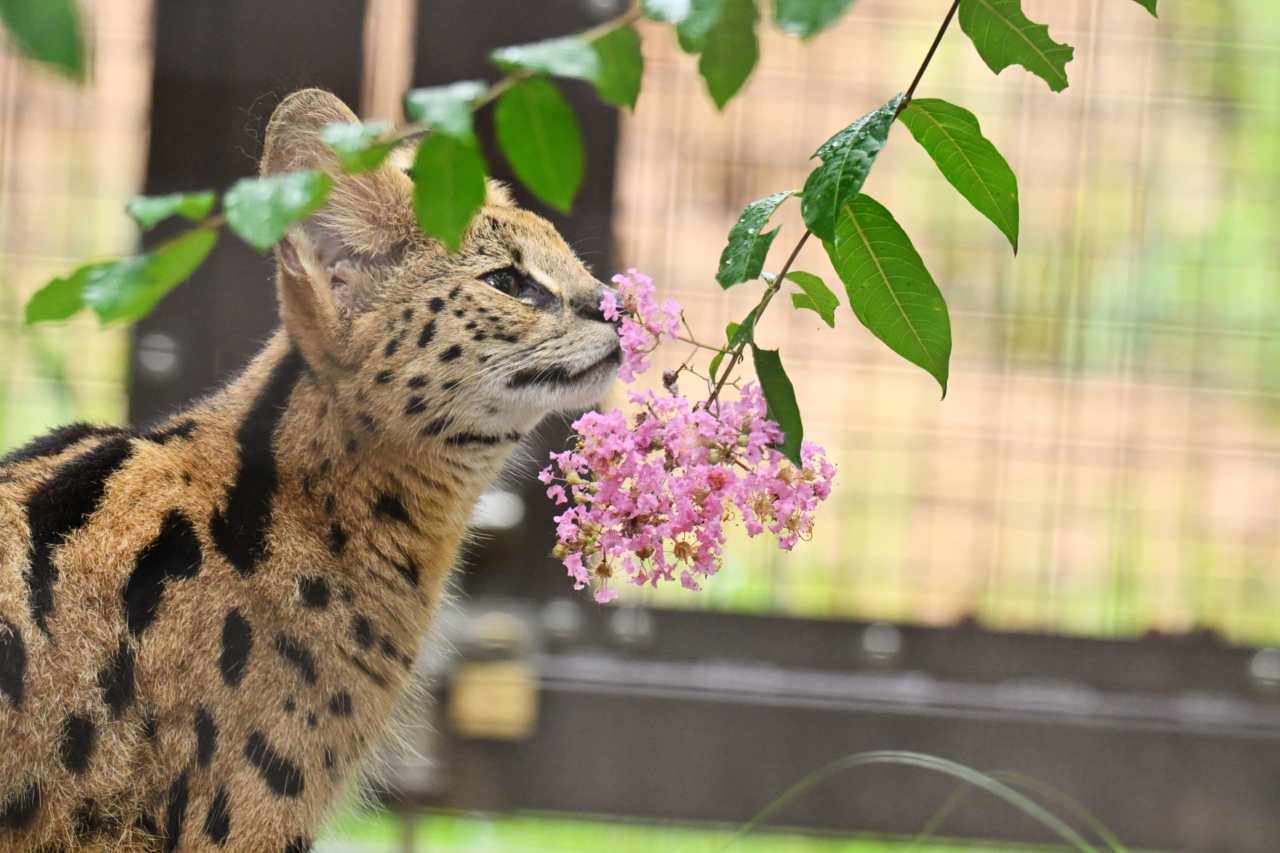 048 さるすべりの香り