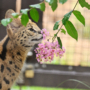 048 さるすべりの香り