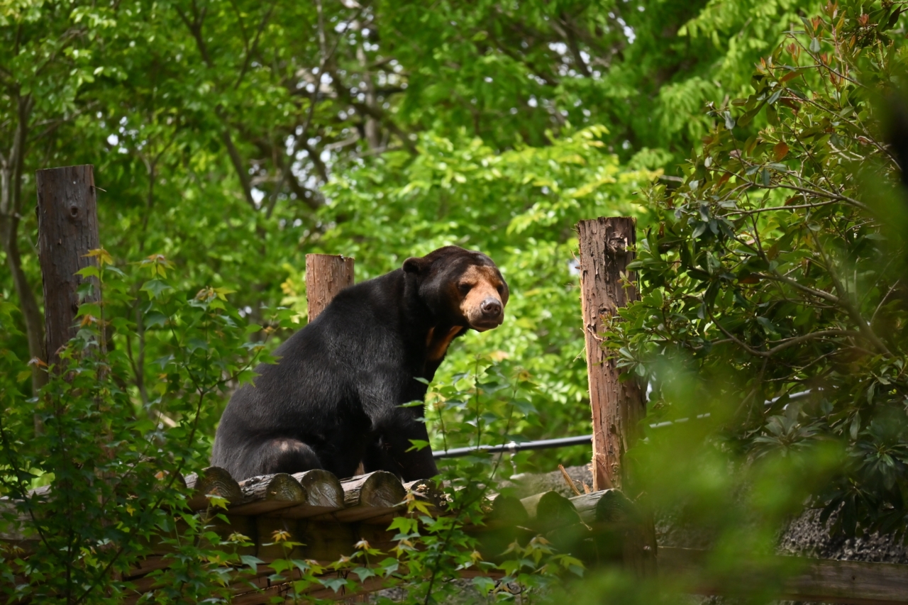 030 森の中のハッピイ