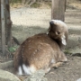 040 あなたもシカヨガする？