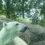 041 ごはん待機の鳥と熊