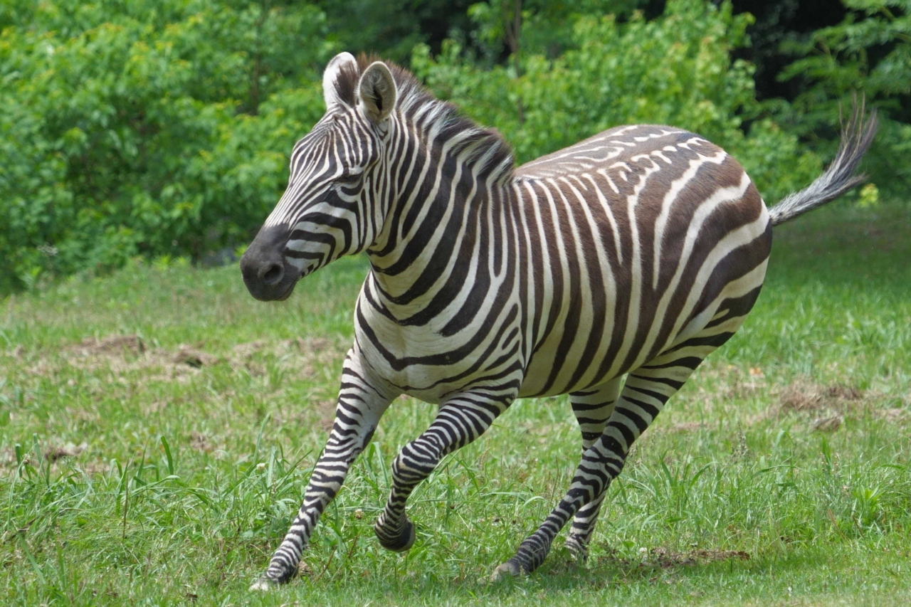 093 ウイニングラン