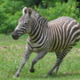 093 ウイニングラン