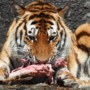 010 ワイルドな食事