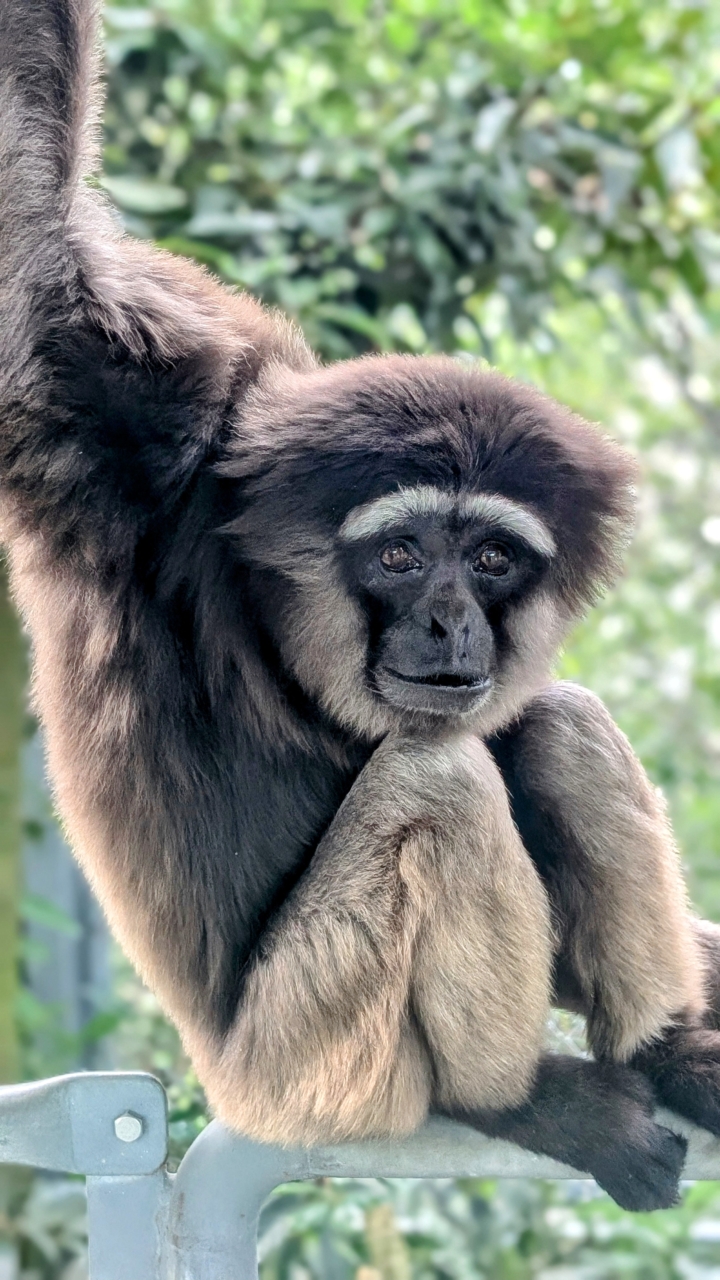 068 大好きなピッピ