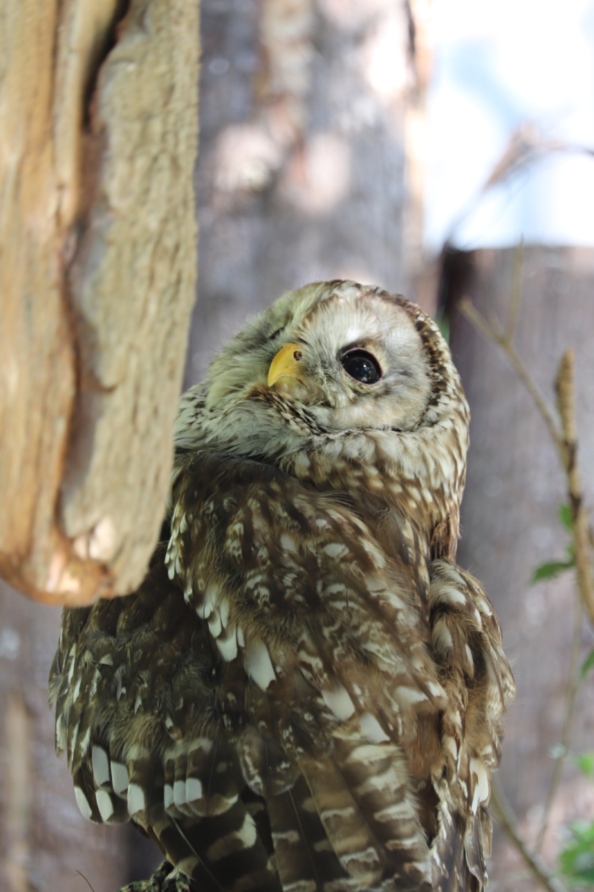 289 フクロウは見た