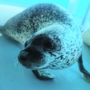 124 アザラシさんは子供が好き？