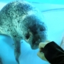 128 アザラシさんとグータッチ