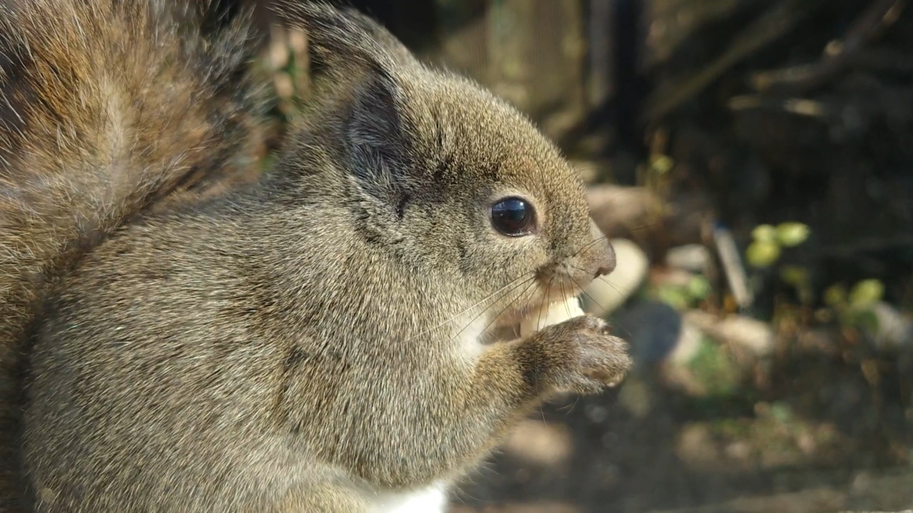 173 腹が減っては戦ができぬ