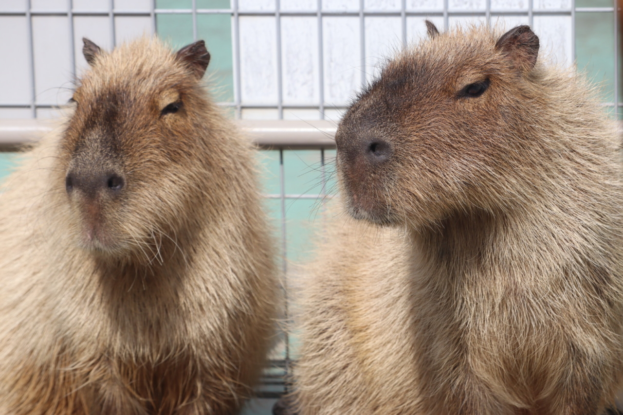 448 ほっこりのんびり