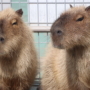 448 ほっこりのんびり