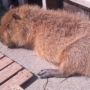 348 ねむりにつくカピバラ