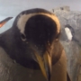 349 ペンギンおこりんぼお